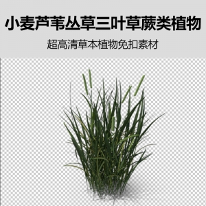 小麦芦苇丛草三叶草蕨类植物PSD图片