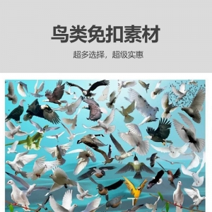 免扣素材之鸟类