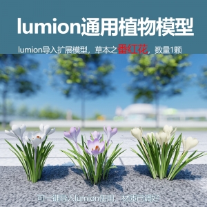 lumion中国草本植物番红花模型1颗