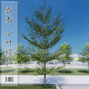 lumion乔木小叶榄仁3颗