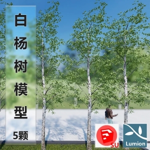 lumion北方白杨树模型5颗