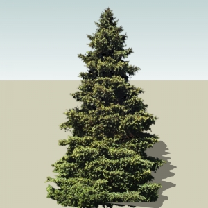 SU植物2D模型笔柏