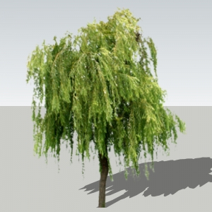 SU植物2D模型垂柳