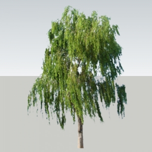SU植物2D模型垂柳