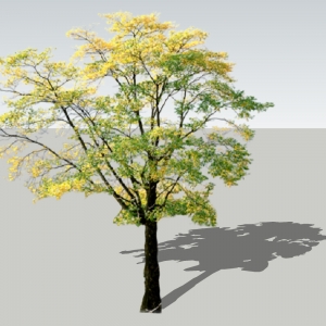 SU植物2D模型大树