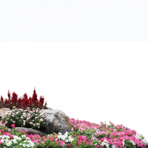 花镜植物组团免扣素材11