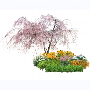花镜植物组团免扣素材6