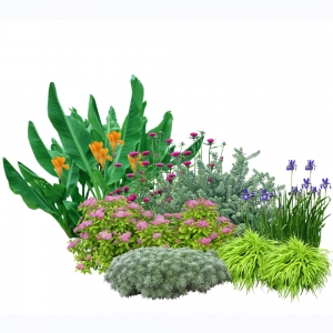 花镜植物组团免扣素材7